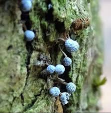 Attēlu rezultāti vaicājumam “Badhamia melanospora macro”