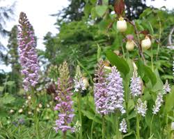 Attēlu rezultāti vaicājumam “Gymnadenia conopsea”