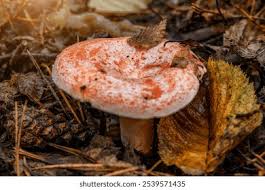 Attēlu rezultāti vaicājumam “Lactarius deliciosus”