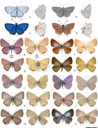 Attēlu rezultāti vaicājumam “Everes argiades underside”