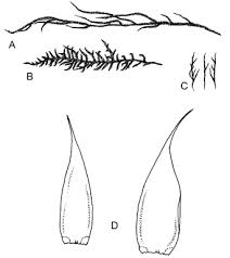 Attēlu rezultāti vaicājumam “Hypnum cupressiforme var. filiforme”