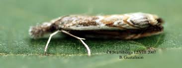 Attēlu rezultāti vaicājumam “Platytes alpinella”