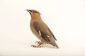 Attēlu rezultāti vaicājumam “Bombycilla garrulus”