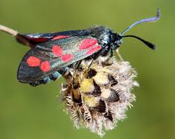 Attēlu rezultāti vaicājumam “Zygaena filipendulae exuvia”