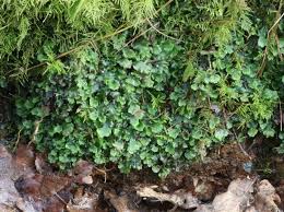 Attēlu rezultāti vaicājumam “Pellia epiphylla sporophyte”