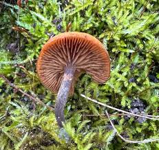 Attēlu rezultāti vaicājumam “Galerina marginata”