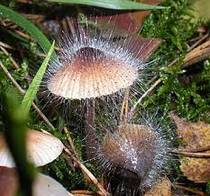 Attēlu rezultāti vaicājumam “Spinellus fusiger”