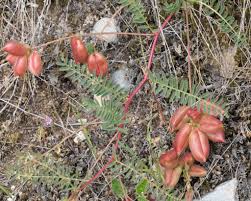 Attēlu rezultāti vaicājumam “Astragalus danicus fruit”