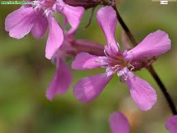 Attēlu rezultāti vaicājumam “Silene viscaria”