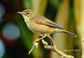 Attēlu rezultāti vaicājumam “Acrocephalus dumetorum”