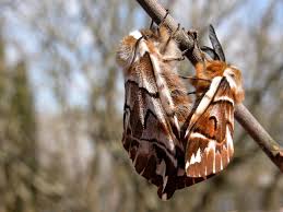 Attēlu rezultāti vaicājumam “Endromis versicolora”