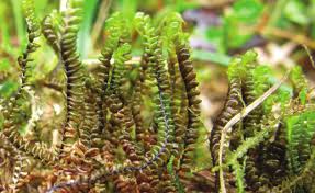 Attēlu rezultāti vaicājumam “Anastrophyllum minutum”