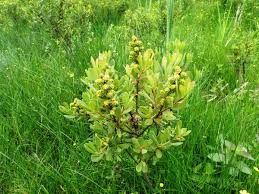 Attēlu rezultāti vaicājumam “Myrica gale male flower”