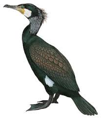 Attēlu rezultāti vaicājumam “Phalacrocorax carbo adult”