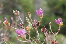 Attēlu rezultāti vaicājumam “Rhododendron canadense”