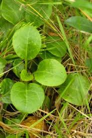 Attēlu rezultāti vaicājumam “Pyrola rotundifolia leaf”