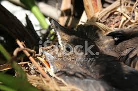 Attēlu rezultāti vaicājumam “Turdus merula nest”