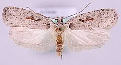 Attēlu rezultāti vaicājumam “Agonopterix ocellana”