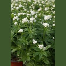Attēlu rezultāti vaicājumam “Galium odoratum flower”