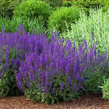 Image result for Salvia pratensis