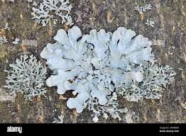 Attēlu rezultāti vaicājumam “Parmelia sulcata”