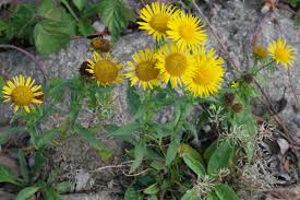 Attēlu rezultāti vaicājumam “Inula britannica flower”