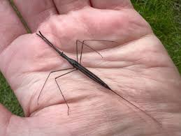 Attēlu rezultāti vaicājumam “Ranatra linearis”