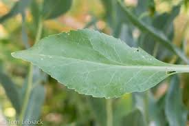 Attēlu rezultāti vaicājumam “Lepidium latifolium”