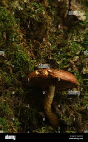 Attēlu rezultāti vaicājumam “Stropharia albocrenulata”