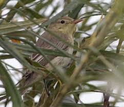 Image result for Hippolais caligata