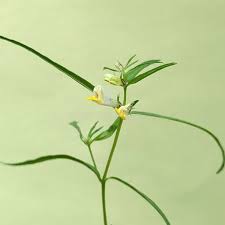 Attēlu rezultāti vaicājumam “Melampyrum pratense bud”