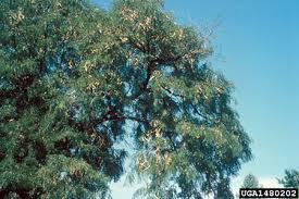 Attēlu rezultāti vaicājumam “Gleditsia triacanthos bud”