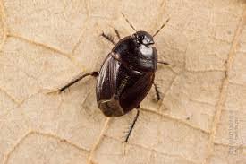 Attēlu rezultāti vaicājumam “Cydnidae”