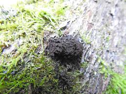 Attēlu rezultāti vaicājumam “Symphytocarpus impexus spores”