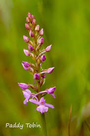Attēlu rezultāti vaicājumam “Gymnadenia conopsea flower”