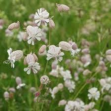Attēlu rezultāti vaicājumam “Silene vulgaris leaf”