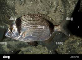 Image result for Diplodus vulgaris