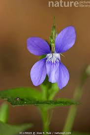 Attēlu rezultāti vaicājumam “Viola hirta”