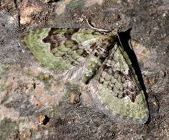 Attēlu rezultāti vaicājumam “Chloroclystis v-ata”