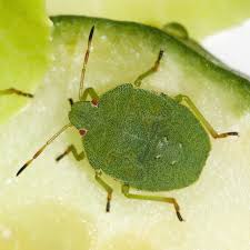 Attēlu rezultāti vaicājumam “Palomena prasina imago”