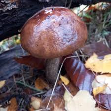 Attēlu rezultāti vaicājumam “Leccinum vulpinum”