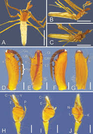 Attēlu rezultāti vaicājumam “Tetragnathidae”