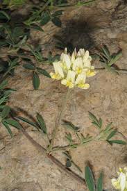 Attēlu rezultāti vaicājumam “Medicago x varia  flower”