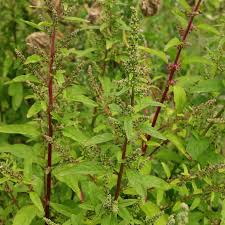 Attēlu rezultāti vaicājumam “Chenopodium polyspermum var. acutifolium”