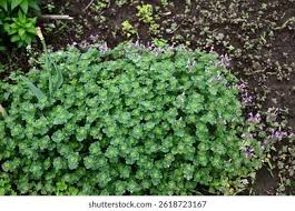 Attēlu rezultāti vaicājumam “Lamium amplexicaule leaf”