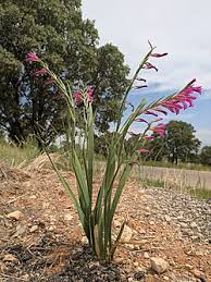 Attēlu rezultāti vaicājumam “Gladiolus imbricatus fruit”