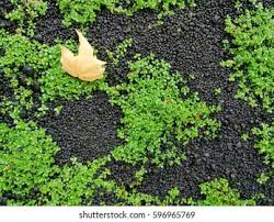 Attēlu rezultāti vaicājumam “Elatine hydropiper leaf”