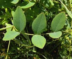 Attēlu rezultāti vaicājumam “Lathyrus palustris”