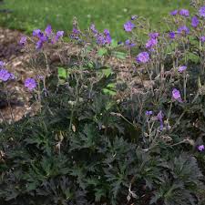 Image result for Geranium pratense