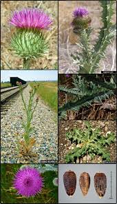 Image result for Onopordum acanthium